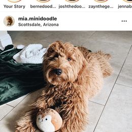 Bernedoodle, Goldendoodle, and Aussiedoodle All Grown Up from Arizona Goldendoodles