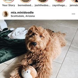 Bernedoodle, Goldendoodle, and Aussiedoodle All Grown Up from Arizona Goldendoodles