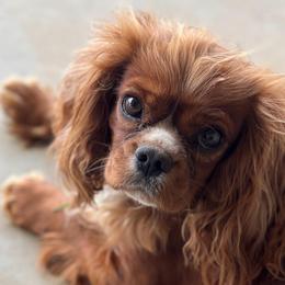Sweets - Cavalier King Charles Spaniel