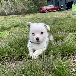 23 Brown collar - White and fawn female Pembroke Welsh Corgi puppy in Port Republic, Maryland from Bestfurends
