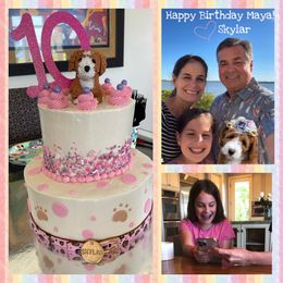 Australian Labradoodle Puppies from Berrybrook Doodles