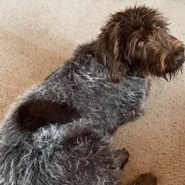 Wirehaired Pointing Griffons from Townsend puppies