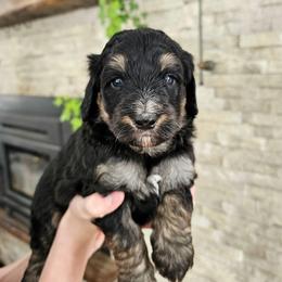 Nile Jordan - Phantom male Bernedoodle puppy in Marshall, Michigan from Whispering Aspen Homestead