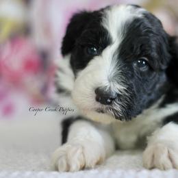 Edwin - Black and white male Sheepadoodle puppy in Lowry City, Missouri from Cooper Creek Puppies