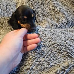 Girl 1 - Black and tan female Dachshund puppy in Winchester, Idaho from Mission Creek Dachshunds