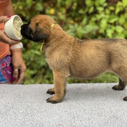 Girl 5 lime collar - Fawn female Mastiff puppy in Fore Store, Virginia from Coopers Mastiffs & Duck Tollers