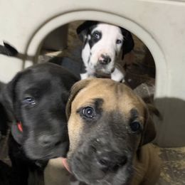 Great Dane Puppies from Irish Creek Great Danes