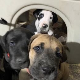 Great Dane Puppies from Irish Creek Great Danes