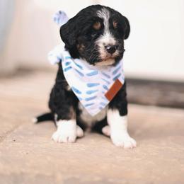 Crumb - male Australian Mountain Doodle puppy in Spanish Fork, Utah from Little Puppy Co.