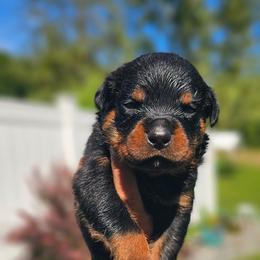 Green male - Black and mahogany male Rottweiler puppy in Preston, Connecticut from Von Turm Hügel Rottweilers