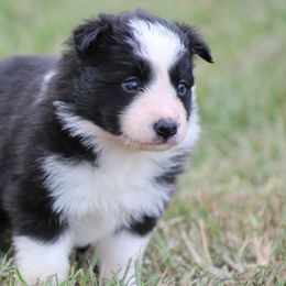 Kinsey - Black female Border Collie puppy in Tylertown, Mississippi from Cool Meadow Farms