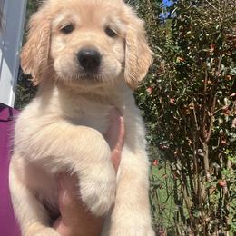 Purple collar - Golden female Golden Retriever puppy in Jesup, Georgia from Painted Platinum Retrievers (Painted Platinum Kennel) PPK