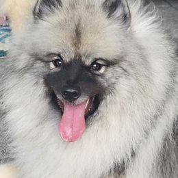 Poppy - Keeshond