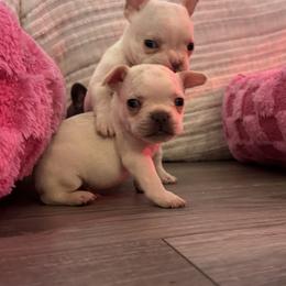 French Bulldog Puppies from The Frenchie Lady Co.