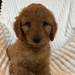 Goldendoodle Puppies from Penny Doodles VA