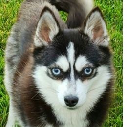 Twinkles - Pomsky