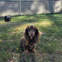 Olive - Dachshund