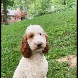 Poodle Puppies from Polly Wally Doodles and Poodles