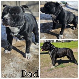 Sake - Staffordshire Bull Terrier