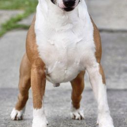 Bull Terriers from HP BULL’S