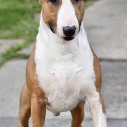 Bull Terriers from HP BULL’S