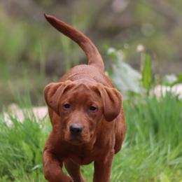 Dilute Retriever and Labrador Retriever Puppies from Jungle Lake Labradors