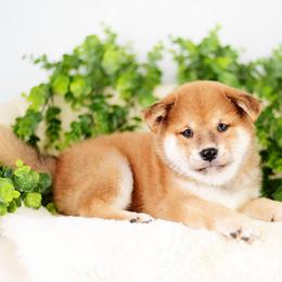 Peach Lightning -FULL AKC REGISTRATION- - Red male Shiba Inu puppy in Neosho, Missouri from Kenny Cave K9s