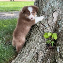 Tammy - Red tri-color female Miniature American Shepherd puppy in Hillsboro, Kentucky from Kidd’s Miniature American Shepherds