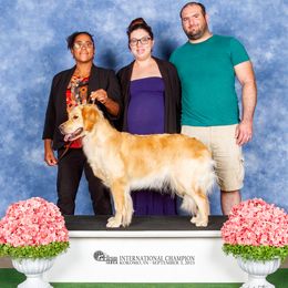 Kiara - Golden Retriever