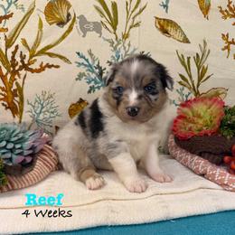Reef - Blue merle male Australian Shepherd puppy in El Dorado Springs, Missouri from OR Aussies