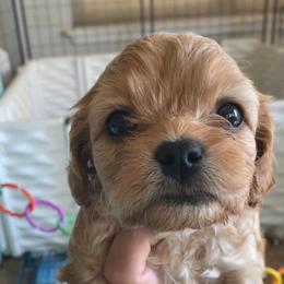 Ralphie - Apricot male Cavapoo puppy in Van Alstyne, Texas from Home Grown Puppies