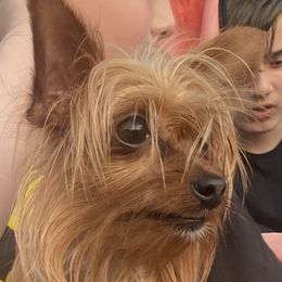 Chihuahua and Yorkshire Terrier All Grown Up from CoolMissLLC