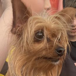 Chihuahua and Yorkshire Terrier All Grown Up from CoolMissLLC