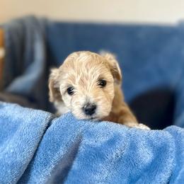 Girl - Champagne female Maltipoo puppy in Ashville, Alabama from LMC Pups