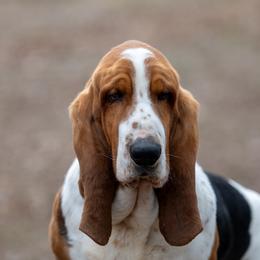Porter - Basset Hound