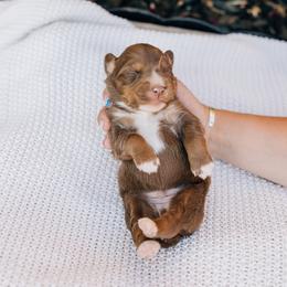Huey - Red tri male Miniature Australian Shepherd puppy in Enoch, Utah from Twisted H Aussies
