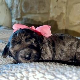 Allie - Blue merle female Aussiedoodle puppy in Midlothian, Texas from Gray Doodles