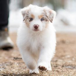 Beam - Red merle male Australian Shepherd puppy in Woodford, Virginia from Skyborne Australian Shepherds