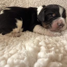 Reb - Black white and tan male English Springer Spaniel puppy in Cleburne, Texas from Powers English Springer Spaniels