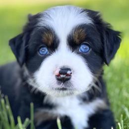 Rainier - Black tri Miniature Australian Shepherd puppy in Jerome, Idaho from Merrick Mini Aussies