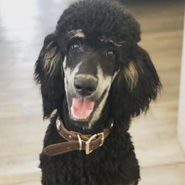 Paisan - Poodle