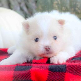 Honey - Cream parti female Pomeranian puppy in Bremen, Indiana from AMS Pomeranians and Pomskies in Indiana