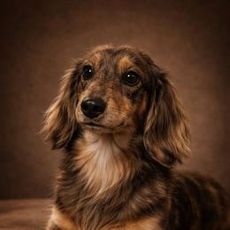 Knox - Dachshund