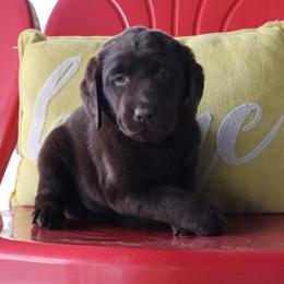 Hope - Chocolate female Labrador Retriever puppy in Camden, Indiana from Camden's Caring Canines