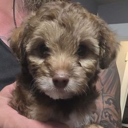 Freedom - Sable male Aussiedoodle puppy in Loveland, Colorado from A&L Ranch Aussiedoodles