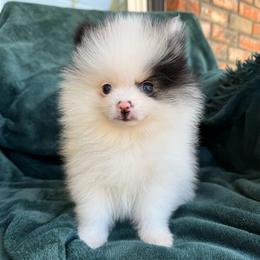 Panda - Black parti male Pomeranian puppy in San Jacinto, California from Savvypomeranians