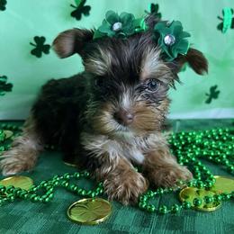 Yorkshire Terrier Puppies from Kruz Kennels