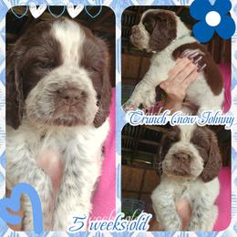Crunch - Liver white and roan male English Springer Spaniel puppy in Westover, Maryland from Sterling's springer Haven