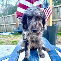 Tiana - Merle Goldendoodle puppy in Moncks Corner, South Carolina from Sweetgrass Goldendoodles of Moncks Corner