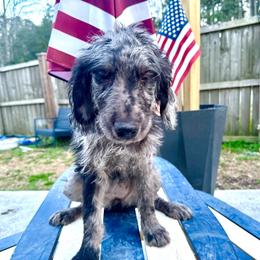 Tiana - Merle Goldendoodle puppy in Moncks Corner, South Carolina from Sweetgrass Goldendoodles of Moncks Corner